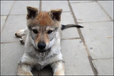 Quel est le nom de cet animal ?