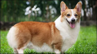 Quel est le nom de cet animal ?