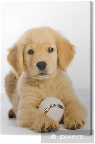 Quelle est la qualité de ce chien ?