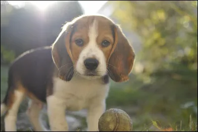 Quel est le nom de cet animal ?