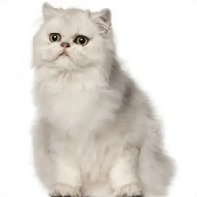 Quel est le nom de cet animal ?