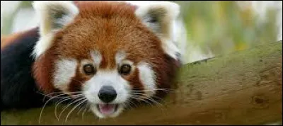 Quel est le nom de cet animal ?