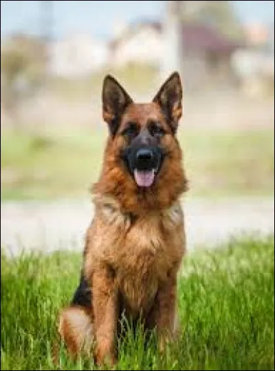 Quel est le nom de cet animal ?