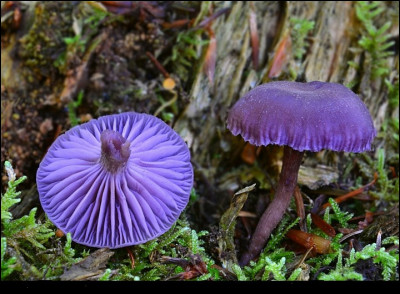 Quel est le nom de ce champignon ?
