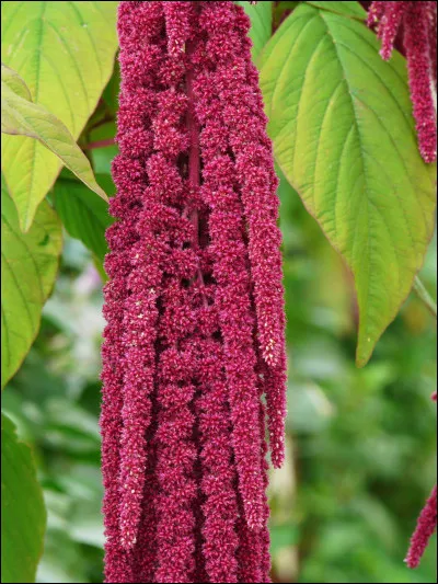Quelle est cette plante appelée aussi queue de renard ?
