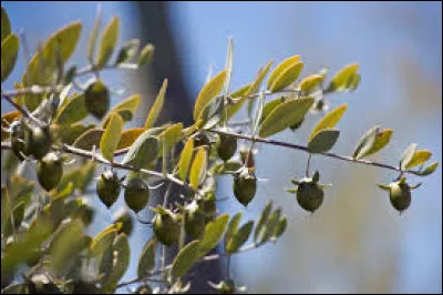 Pour le J : record de 2 ==> JOJOBA Le jojoba, plante originaire des &Eacute;tats-Unis, est aussi produite principalement dans ces 4 pays. Quel est le plus grand ?