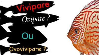 Pour le V : Record de 3 ==> OVOVIVIPAREQuel animal est ovovivipare ?