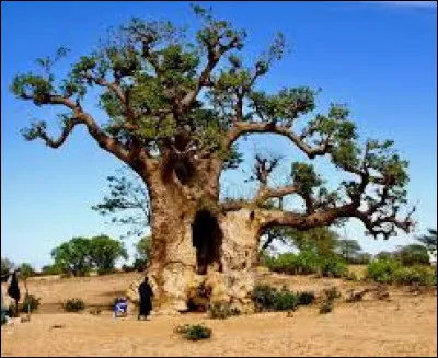 Pour le B : Record de 3 ==> BAOBAB Cet arbre appara&icirc;t sur les armoiries du pays que pr&eacute;sida L&eacute;opold S&eacute;dar Senghor apr&egrave;s son ind&eacute;pendance. Quel est son nom ?