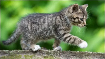 Quelle proie préfères-tu ?