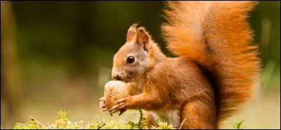 Quel animal préfères-tu ?