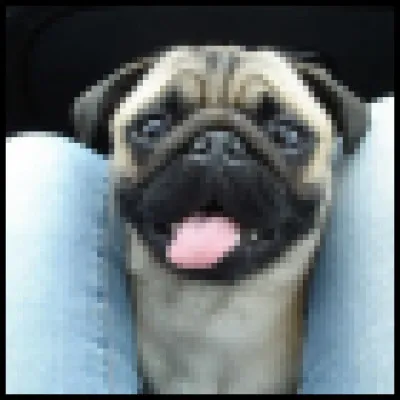 Profil de buddyLe chien fait partie de la famille des :