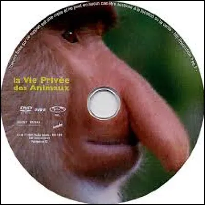 Parmi ces quatre araignées, l'une est très venimeuse, potentiellement mortelle si la blessure est soignée trop tard !