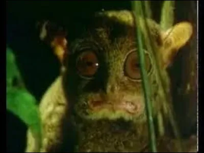 L'un de ces quatre reptiles n'est pas un serpent mais un lézard !