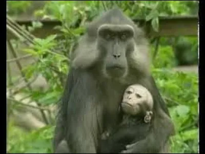 Lequel de ces quatre ours hiberne (ou hiverne) ?