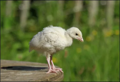 Voici le bébé du dindon :