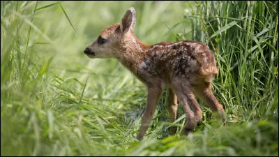 Revenons aux animaux et trouvez le nom de ce petit :