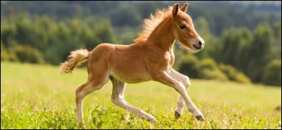 Qui saura le nom du bébé cheval ?