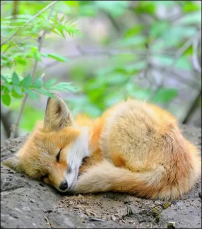 Comment nommer ce bébé ?