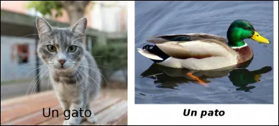 Est-ce vrai ou faux ?