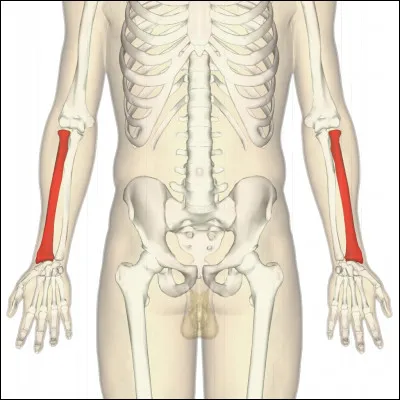 Comment appelle-t-on ces os, homonymes du nom du brigand romain pris pour Obélix lors du Tour de Gaule de ce dernier en compagnie de son inséparable ami ?