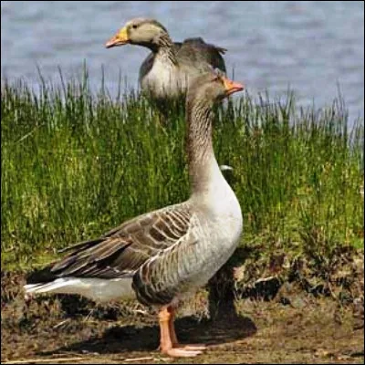 Quel biologiste, fondateur de l�&eacute;thologie, est c&eacute;l&egrave;bre pour les oies qui le prirent comme figure maternelle ?