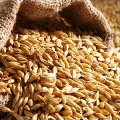 Quelle boisson alcoolis&eacute;e, aujourd�hui g&eacute;n&eacute;ralement &agrave; base d�orge, s�appelait heneqet dans l�&Eacute;gypte antique ?