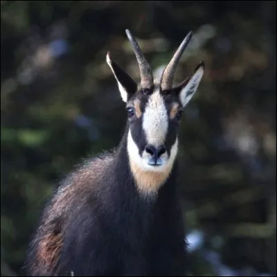 Comment s�appelle le caprin parent du chamois tr&egrave;s pr&eacute;sent dans les Pyr&eacute;n&eacute;es ?