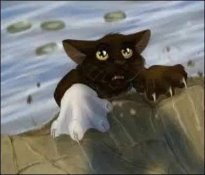 Pourquoi en voulait-elle autant &agrave; Plume Grise pour la mort de Griffe Blanche ?