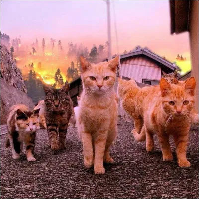 Comment &eacute;tait-elle trait&eacute;e par les autres &eacute;tant chatonne ?