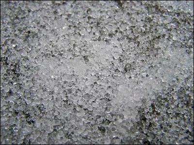 De quel pays le merle à ventre roux est-il l'emblème ?