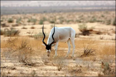 Animaux : quelle antilope à cornes spiralées vit dans les régions désertiques du nord de l'Afrique ?
