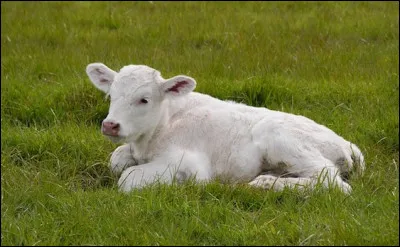 Je cherche mon p&egrave;re !