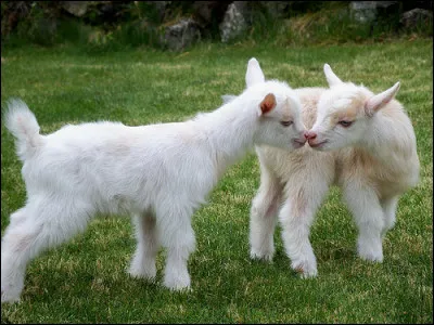Ne vous trompez pas, nous sommes des chevreaux ! Qui est notre papa ?