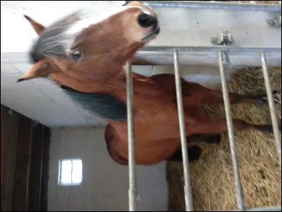 Comment s'appelle la robe de ce cheval ?