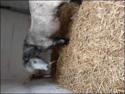 Quelle est la robe de ce poney ?