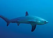 Quiz 10 animaux  reconnatre