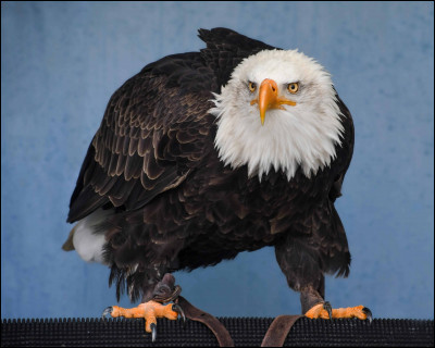 Quel est ce rapace volant qui est également un animal totem ?