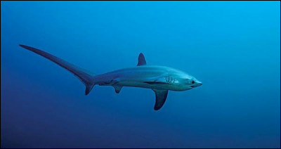 Quel est ce requin dont le nom scientifique est "Alopias", qui pèse environ 200 kg et mesure 4,5 à 6 m ?