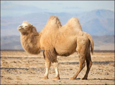 Et cet animal là, à deux bosses qui vit dans le désert, qui pèse jusquà 450 kilogrammes et qui peut porter jusqu'à 300 kilogrammes de marchandises, coûtant 8 yacks ?