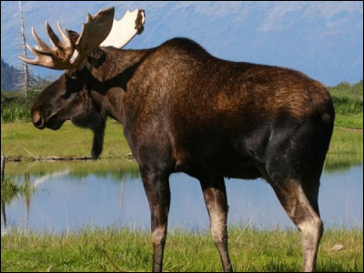 Et celui-ci, dont les bois peuvent peser plus de 20 kilogrammes et qui sont faits d'or ?