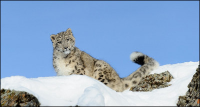 Quel est cet animal qui se camoufle grâce à sa fourrure pour ne pas se faire repérer par ses proies ?
