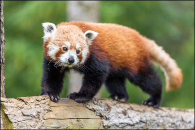 Quel est ce petit mignon ?