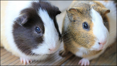 Quel est ce rongeur appartenant à la famille des Caviidae ?