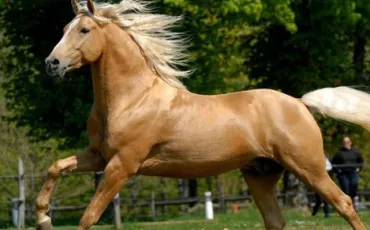 Quiz Galop 2