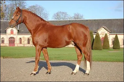 Un alezan a la peau rose :