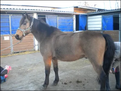 Louvet est une robe :