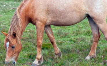 Quiz Galop 2