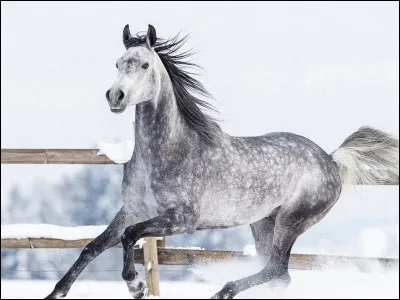 Comment appelle-t-on cette robe ?