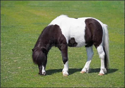 Comment appelle-t-on cette robe ?