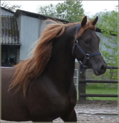 Comment appelle-t-on cette robe ?